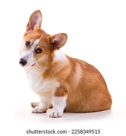Cute Puppy Corgi Pembroke isolate on white background. - Shutterstock ID 2258349515