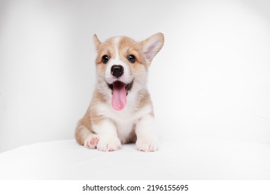 Cute Puppy Corgi Pembroke On A White Background
