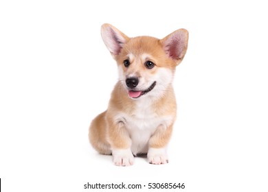 Cute Puppy Corgi Pembroke on a white background - Shutterstock ID 530685646