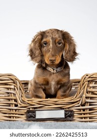 Cute puppy dachshund dog posing in a studio, 13 weeks old adorable puppy dog with white background, isolated. - Shutterstock ID 2262425513