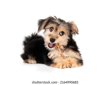 Cute puppy with dental stick in mouth and looking at camera. Fluffy puppy teething. 4 months old male morkie dog lying down while chewing happy on a chew stick. Black and brown color. Selective focus.