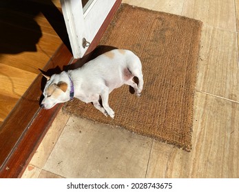 Cute puppy dog asleep on the doormat in the doorway too tired to go inside. After a long walk. Dog tired - Powered by Shutterstock