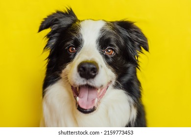 Cute puppy dog border collie with funny face isolated on yellow background. Cute pet dog. Pet animal life concept - Shutterstock ID 2159773453