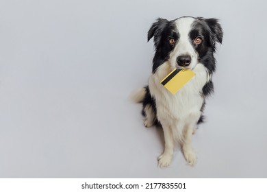 Cute puppy dog border collie holding gold bank credit card in mouth isolated on white background. Little dog with puppy eyes funny face waiting online sale. Shopping investment banking finance concept - Shutterstock ID 2177835501