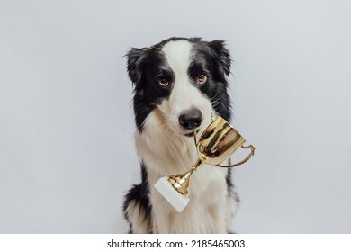 Cute puppy dog border collie holding gold champion trophy cup in mouth isolated on white background. Winner champion funny dog. Victory first place of competition. Winning or success concept