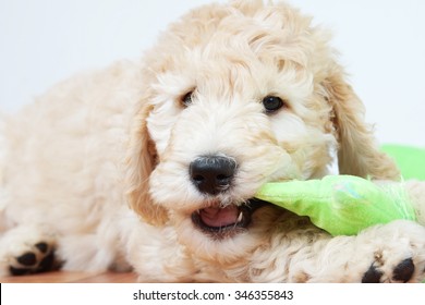 Cute Puppy Dog Chewing A Toy