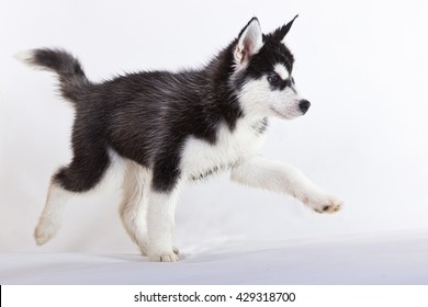 Cute Puppy Dog Isolated Siberian Husky Black And White Running