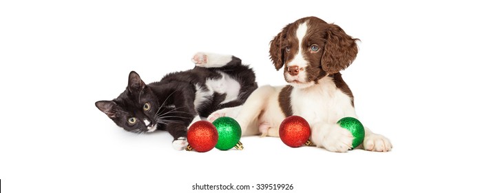 Cute Puppy Dog And Kitten Playing With Christmas Ornaments