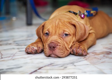 cute puppy dog pit bull sleepy on floor