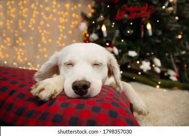 Cute Puppy Dog Sleeping Below A Christmas Tree Lights.