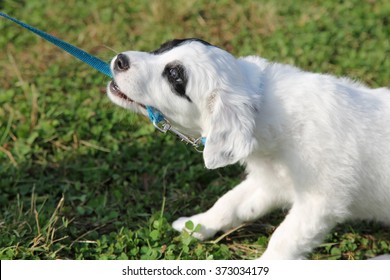 Cute Puppy Dragging The Lead