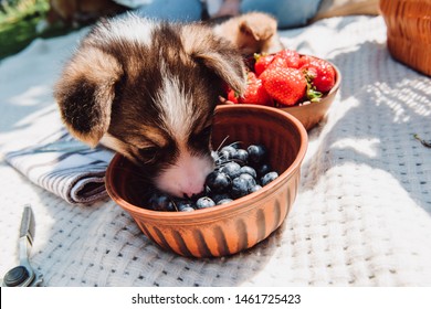 Cute Puppy Eating Blueberries From Bowl During Picnic At Sunny Day