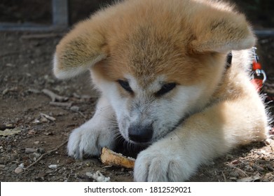 Cute Puppy Eating Bread, Akita Inu Puppy