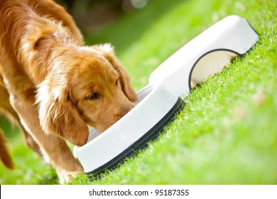 Cute Puppy Eating His Food At The Park