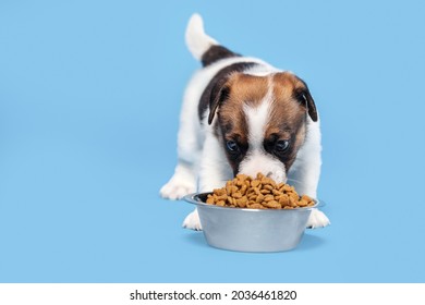 Cute Puppy Eats Dog Food From A Dish. Small Dog Eating On Blue Background Studio Shot