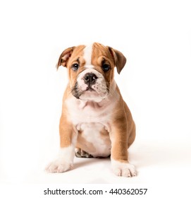 English Bulldog Puppy Images Stock Photos Vectors Shutterstock