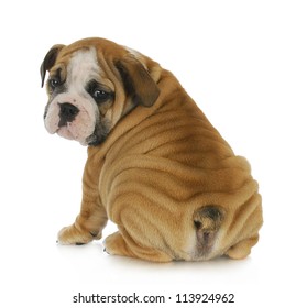 cute puppy - english bulldog puppy looking over shoulder 8 weeks old