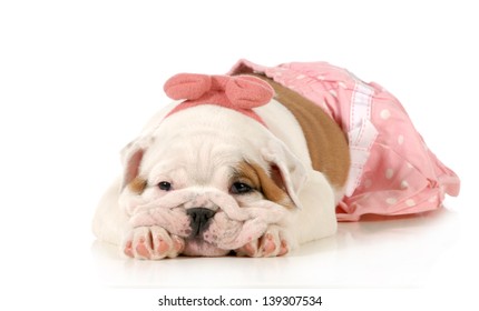 cute puppy - female english bulldog puppy wearing pink laying down isolated on white background - 8 weeks old