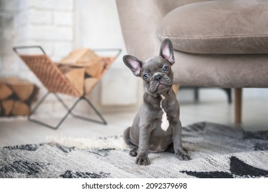Cute puppy French bulldog with blue eyes  is playing