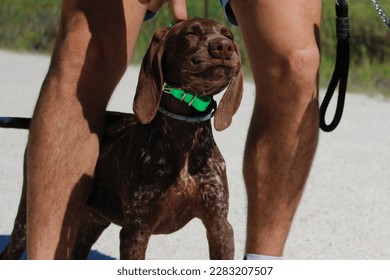 Cute puppy with a funny face and long ears. Cute dog which is about to sneeze. Standing between its owner's legs and wearing a green collar. The fur is brown with white dots.  - Shutterstock ID 2283207507