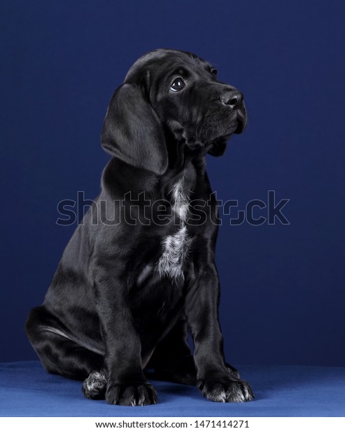 Cute Puppy German Shorthaired Pointer On Stock Photo Edit Now