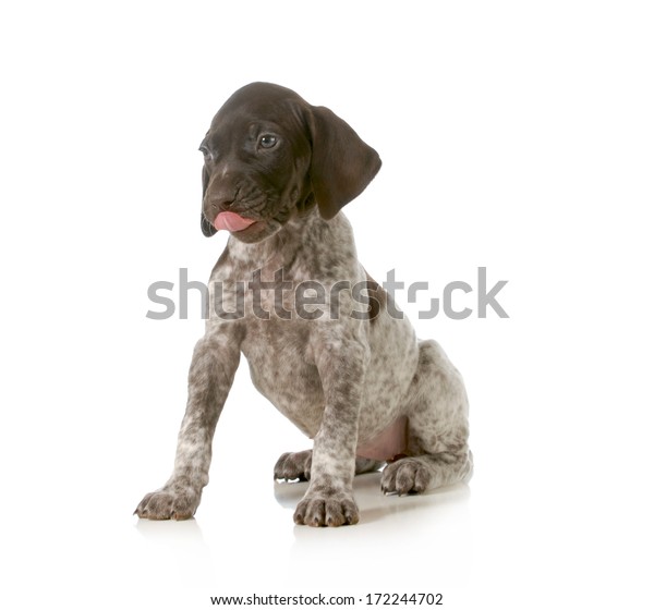 Cute Puppy German Shorthaired Pointer Puppy Royalty Free Stock Image