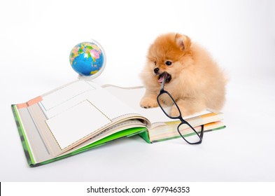 A Cute Puppy With Glasses Lies On A Book.