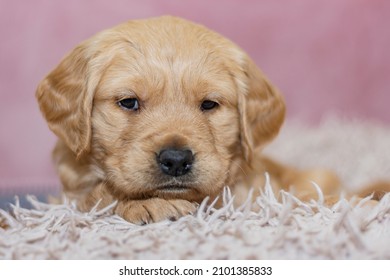 Cute Puppy Golden Retriever breed. Pink background.