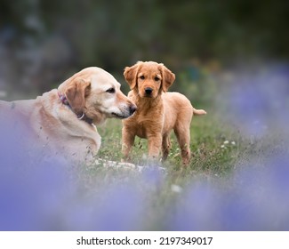 Cute Puppy Golden Retriever Dog Standing Beside Yellow Lab Dog, Starring At The Camera In The Middle Of Beautiful Lavender Field.