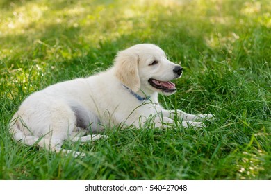 Cute puppy of golden retriever lies on the green juicy grass in the park. The rest for a dog after the long walk. Positive emotions of an animal. - Shutterstock ID 540427048