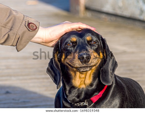 cute puppy Happy dog. smiling cute puppy dachshund. Funny and happy dog face. Female Hand Petting a Dog with a big smile. copys space for text. Image for wallpaper, desktop