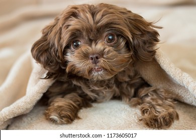 Cute Puppy Hiding In Blanket
