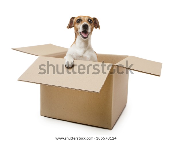 Cute Puppy Inside Cardboard Box Screaming Stock Photo (Edit Now) 185578124
