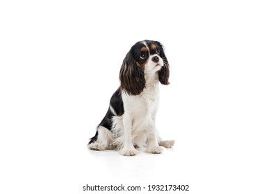 Cute puppy of king charles spaniel dog posing isolated over white background. - Powered by Shutterstock