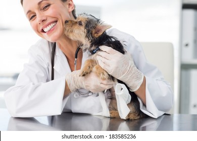 Cute Puppy Kissing Female Vet In Clinic