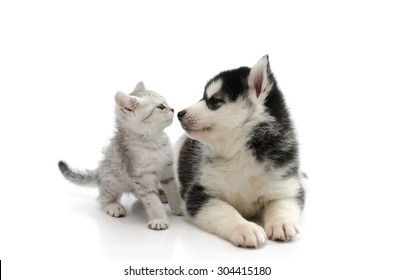 Cute Puppy Kissing Cute Tabby Kitten On White Background Isolated