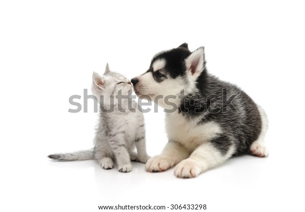 白い背景にかわいい子犬がかわいい子猫にキスする の写真素材 今すぐ編集