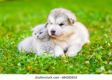 Cute Puppy And Kitten Lying Together On Summer Green Grass