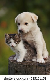 Cute Puppy And Kitten On The Grass Outdoor;