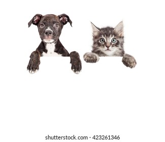 Cute puppy and kitten with paws hanging over a blank sign with room for text