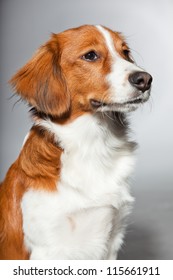 Cute Puppy Kooiker Hound Studio Shot Stock Photo 115661911 | Shutterstock