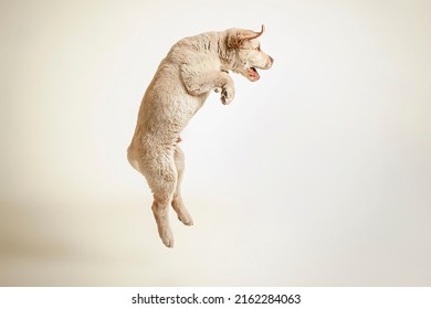 Cute Puppy Labrador Retriever Jumping. Studio Shot For Advertising. Clean And White Background. Yellow Labrador.