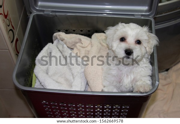 The cute puppy in the laundry basket looks on\
in amazement.