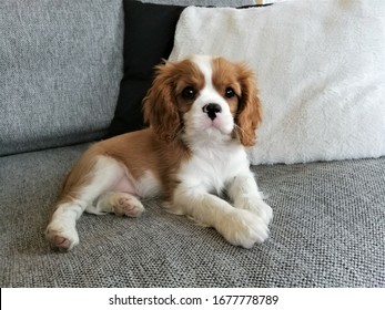 Cute puppy laying on the sofa - Powered by Shutterstock