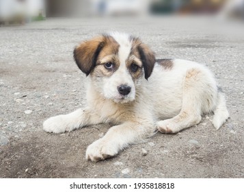 Un cachorro lindo está