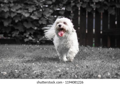 Cute Puppy Maltese Dog Running Towards Camera Having Fun