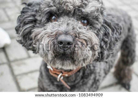 cute puppy as a model