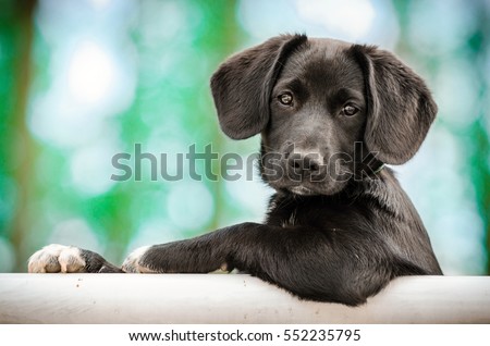 cute puppy as a model