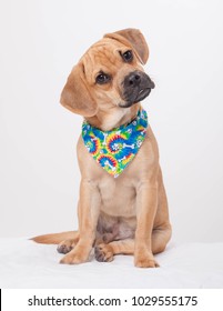 Cute puppy on white background sitting and posing wearing colorful bandana