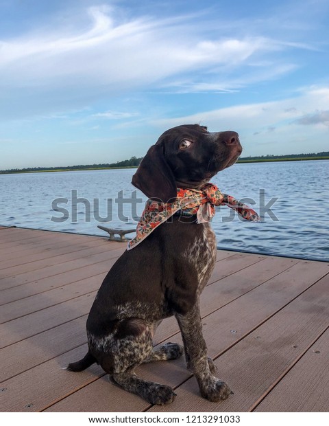 Cute Puppy Outside German Short Haired Stock Photo Edit Now